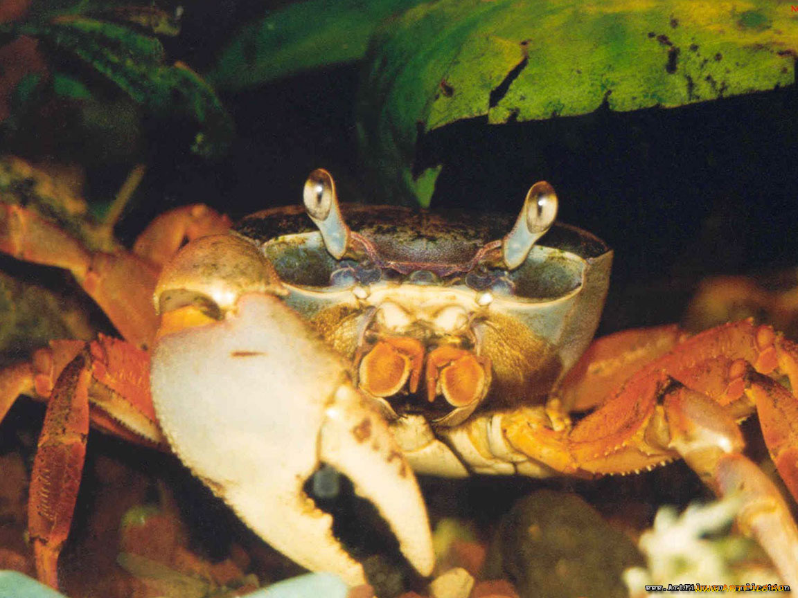 Краб 15. Аквариумные Крабы. Размножение крабов. Краб фото животное. Крабик аквариумный.